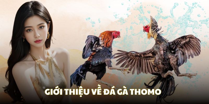 Sơ lược thông tin về thánh địa cá cược chọi gà Thomo