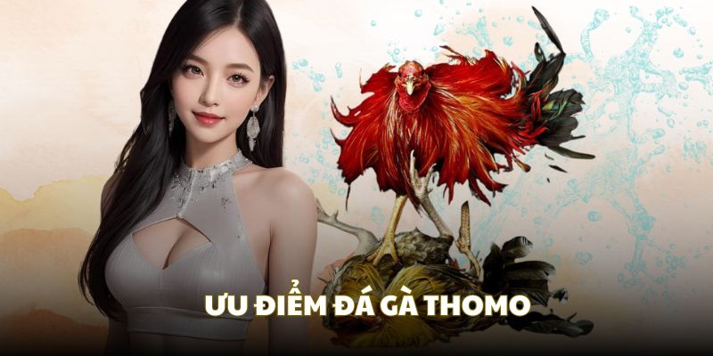Những ưu điểm sân chơi đá gà Thomo làm được