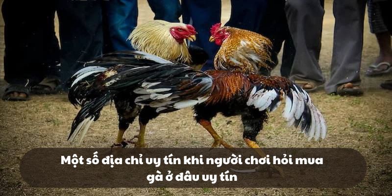 Một số địa chỉ uy tín khi người chơi hỏi mua gà ở đâu uy tín
