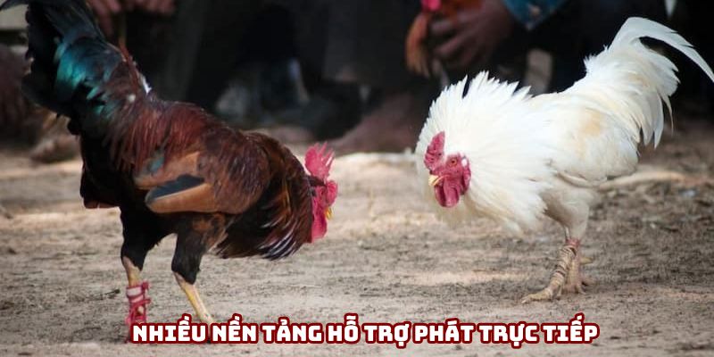 Có thể theo dõi trên nhiều nền tảng giải trí trực tuyến