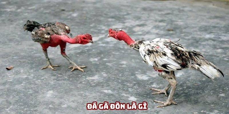Đá gà đòn dựa vào sức mạnh để giành chiến thắng