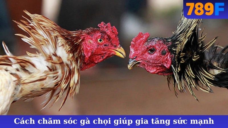 Cách chăm sóc gà chọi giúp gia tăng sức mạnh
