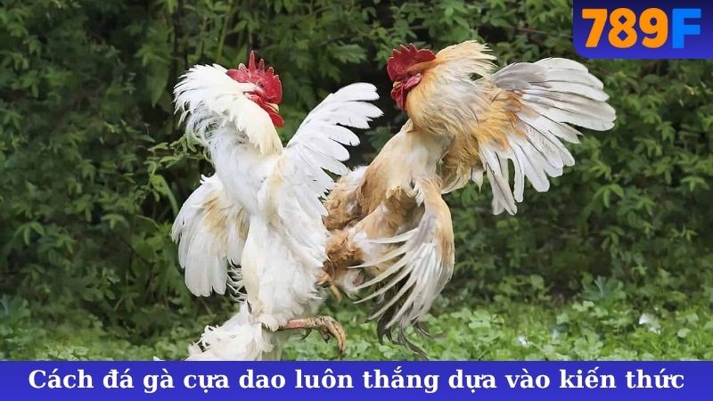 Cách đá gà cựa dao luôn thắng dựa vào kiến thức