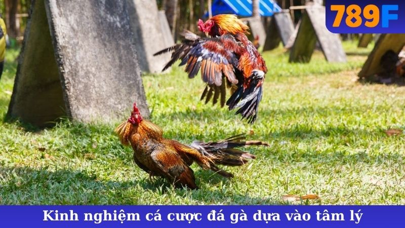 Kinh nghiệm cá cược đá gà dựa vào tâm lý