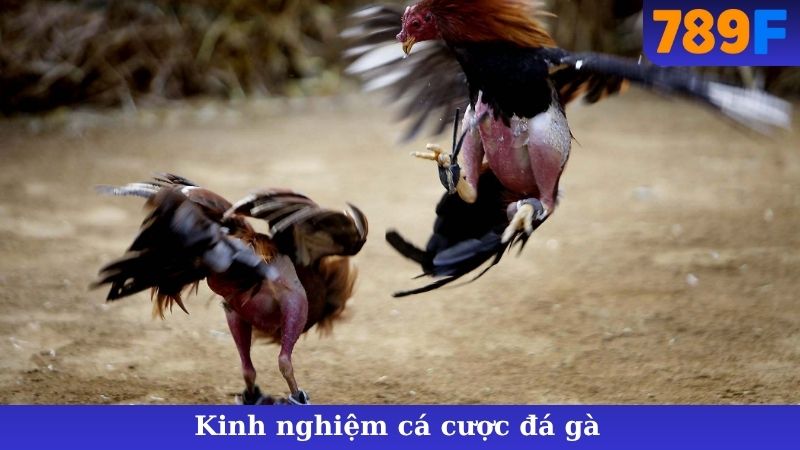 Kinh Nghiệm Cá Cược Đá Gà